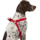 Product Top Paw® Basic Step-In Dog Harness