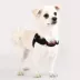 Puppia® Soft Superior "X" Dog Harness image thumbnail 3