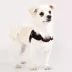 Puppia® Soft Superior "X" Dog Harness image thumbnail 3