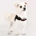 Puppia® Soft Superior "X" Dog Harness image thumbnail 3
