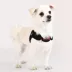 Puppia® Soft Superior "X" Dog Harness image thumbnail 3