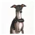 Puppia® Soft Superior "X" Dog Harness image thumbnail 3