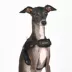 Puppia® Soft Superior "X" Dog Harness image thumbnail 3