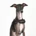 Puppia® Soft Superior "X" Dog Harness image thumbnail 3