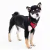 Puppia® Soft Superior "A" Dog Harness image thumbnail 3