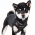 Puppia® Soft Superior "A" Dog Harness image thumbnail 3