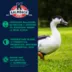Kalmbach Feeds® Flock Maintainer® Pellet image thumbnail 4