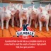 Kalmbach Feeds® Pig Pre-starter image thumbnail 5