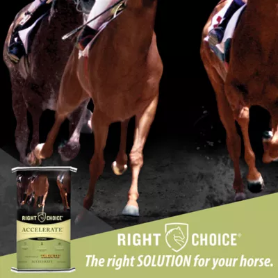 Product Right Choice® Accelerate® Horse Feed