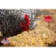 Product Kalmbach Feeds® Henhouse Reserve® Poultry Block Supplement