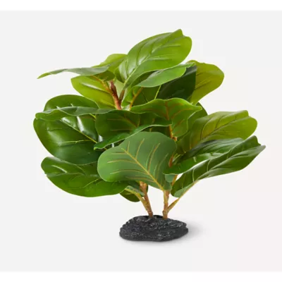 Product Nate & Jeremiah Fiddle Fig Plant