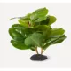 Product Nate & Jeremiah Fiddle Fig Plant