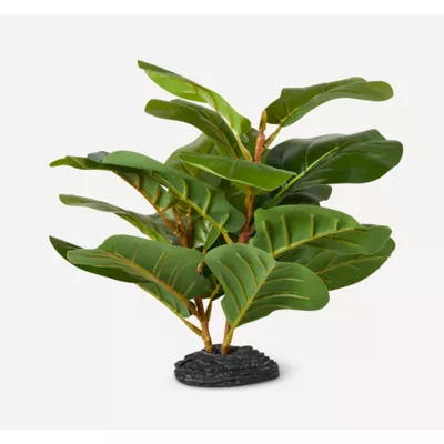 Product Nate & Jeremiah Fiddle Fig Plant