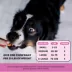 Pet Honesty 10-in-1 Multivitamin - Soft Chews image thumbnail 5