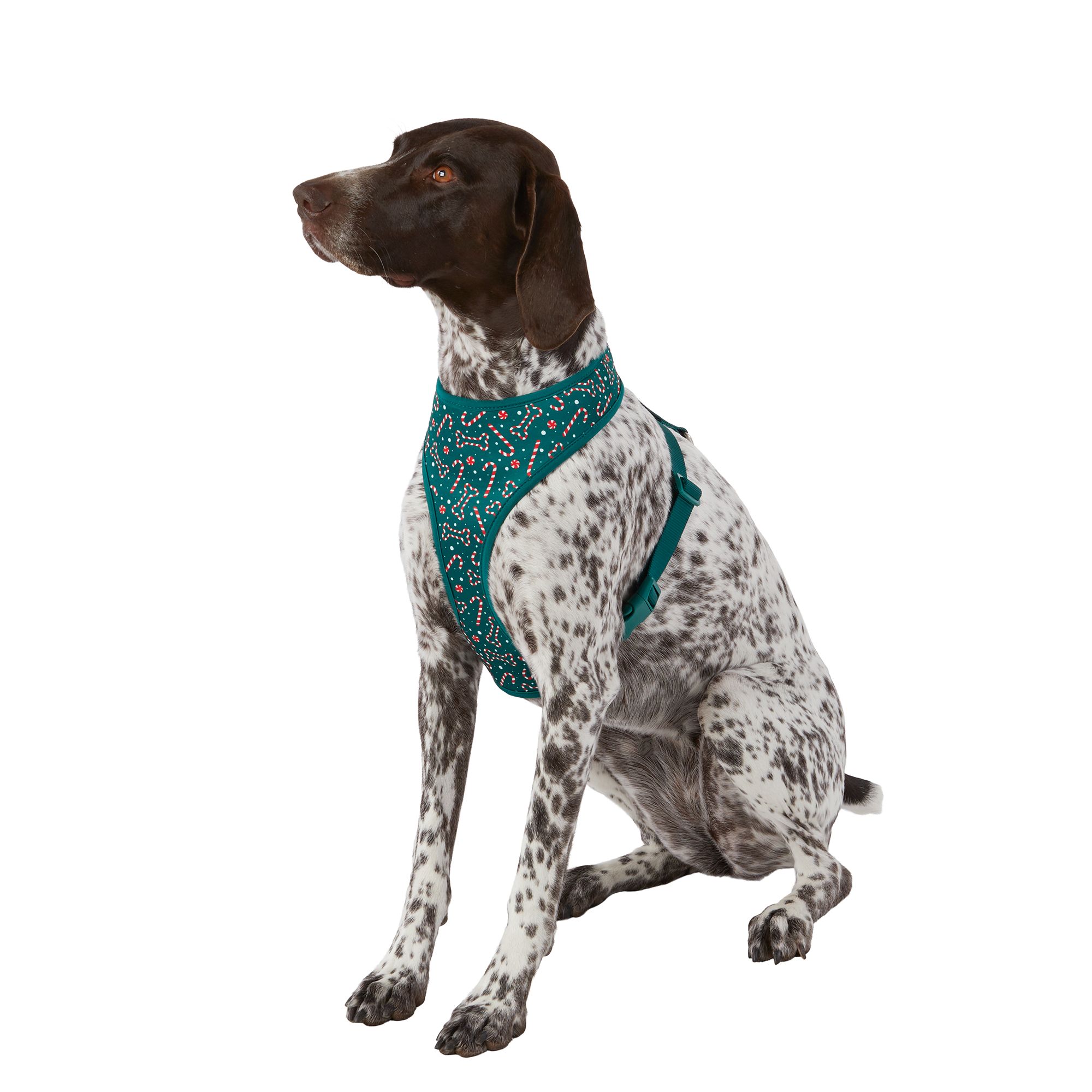 harness small size dog lv