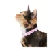 Whisker City® Pink Princess Easy Release Kitten & Cat Collar image thumbnail 2