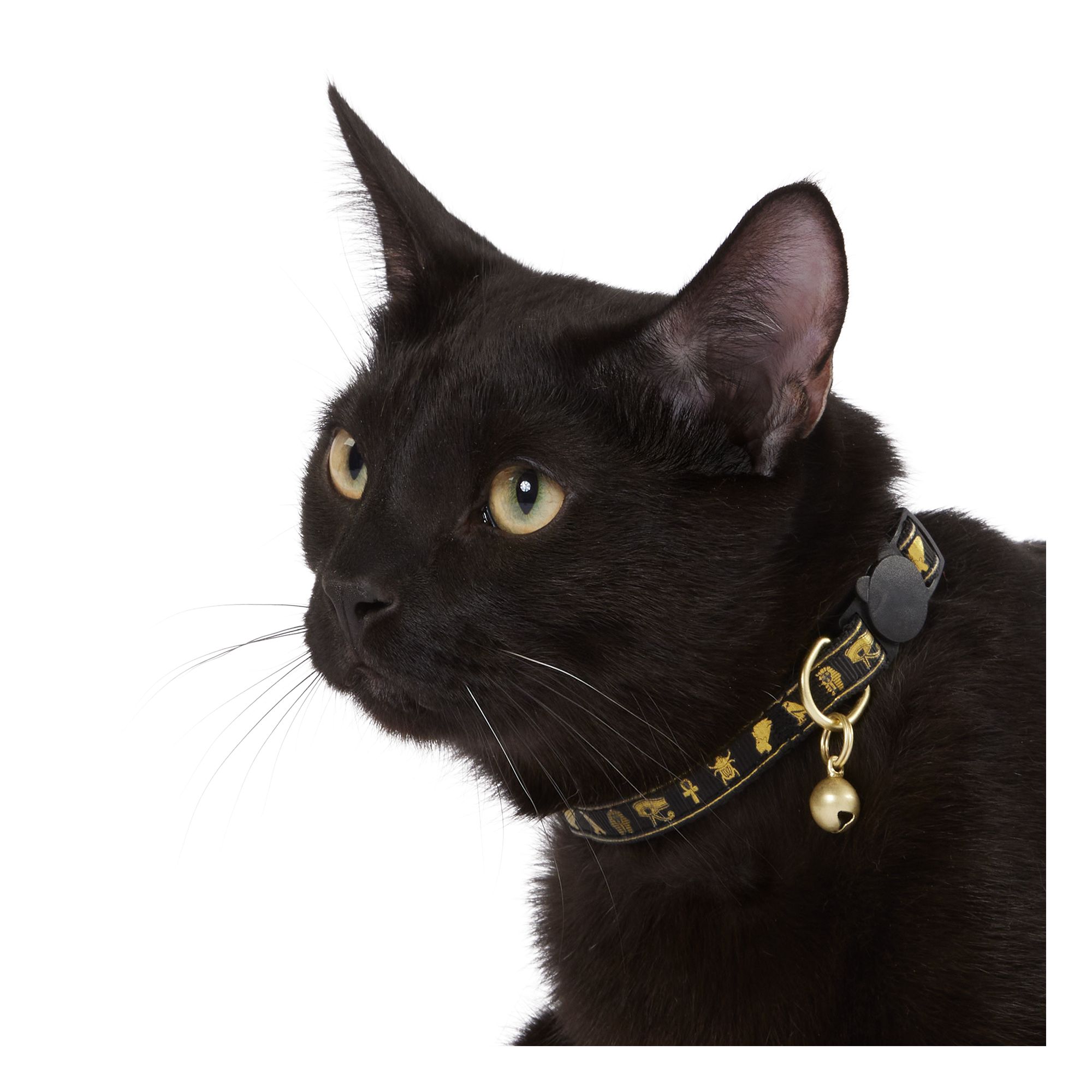 Whisker City Gold Egyptian Easy Release Kitten Cat Collar PetSmart in Tustin CA