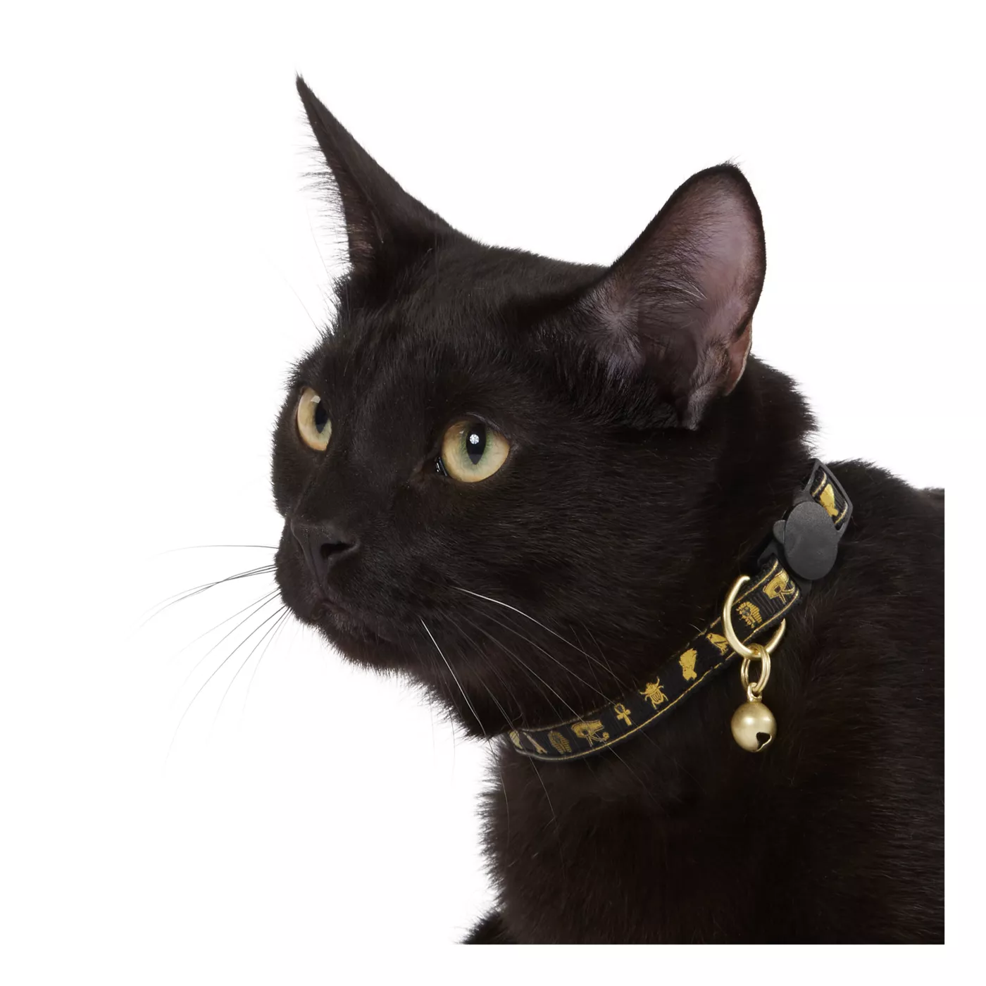 Whisker City Gold Egyptian Easy Release Kitten Cat Collar