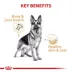 Royal Canin German Shepherd Large Breed Loaf in Sauce Adult Wet Dog Food - 13.5 Oz. image thumbnail 4