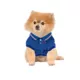 Product Max's Closet Designer Dog Polo