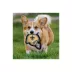 Pets First New Orleans Saints Helmet Tough Dog Toy image thumbnail 4