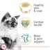 Royal Canin Feline Ragdoll Adult Dry Cat Food, Breed Nutrition image thumbnail 3