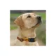 Product Pets First Washington Commanders Satin Ribbon Dog Collar