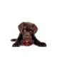 Product Pets First Kansas City Chiefs Treat Dispenser Dog Toy