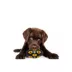 Pets First Pittsburgh Steelers Treat Dispenser Dog Toy image thumbnail 3