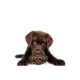 Product Pets First Texas Longhorns Treat Dispenser Dog Toy
