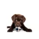 Product Pets First Houston Astros Treat Dispenser Dog Toy