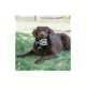 Product Pets First Las Vegas Raiders Jersey Tough Dog Toy