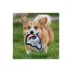 Pets First Buffalo Bills Helmet Tough Dog Toy image thumbnail 4