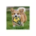 Pets First Green Bay Packers Helmet Tough Dog Toy image thumbnail 4