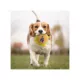 Product Pets First Los Angeles Dodgers Plush Hamburger Dog Toy