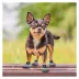 Pets First Dallas Cowboys Pet Socks image thumbnail 4