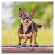 Product Pets First Dallas Cowboys Pet Socks