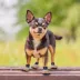 Pets First Denver Broncos Pet Socks image thumbnail 3