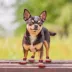 Pets First Georgia Bulldogs Pet Socks image thumbnail 3