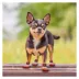 Pets First Georgia Bulldogs Pet Socks image thumbnail 4
