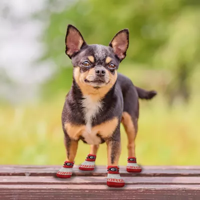 Product Pets First Georgia Bulldogs Pet Socks