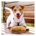 Pets First Atlanta Braves Plush Hot Dog Dog Toy image thumbnail 5