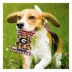 Pets First Georgia Bulldogs Plush Peanut Bag Dog Toy image thumbnail 3