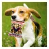 Pets First Washington Capitals Plush Peanut Bag Dog Toy image thumbnail 3