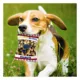 Product Pets First St. Louis Blues Plush Peanut Bag Dog Toy