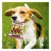 Pets First Washington Commanders Plush Peanut Bag Dog Toy image thumbnail 3