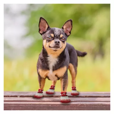 Pets First Alabama Pet Socks - Image 4