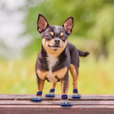 Pets First Buffalo Bills Pet Socks