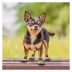 Pets First Green Bay Packers Pet Socks image thumbnail 4
