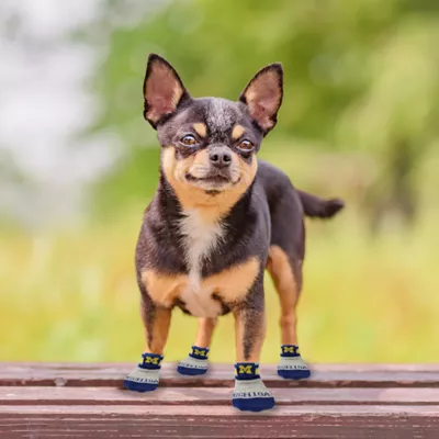 Product Pets First Michigan Wolverines Pet Socks